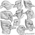 Avian Sketch Page