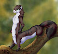 Fret Taur (summer coat)