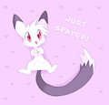 Spayed by labbit
