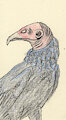 cute vulture