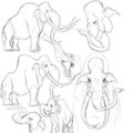 columbian mammoths