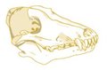 Wolf Skull by PalanteanWriter