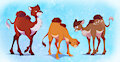 Mix-matched Camels Anonymous