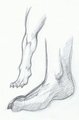 Canine Footpaws  by Inangus