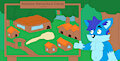 Animator Igor Showing the map of Amazon Adventure Camp
