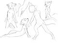 Foxy Scribbles by Tuke