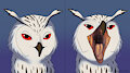 An Owl's Beak