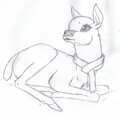 Yule Deer Sketch