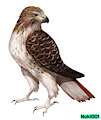 Red Tailed Hawk by Noki001