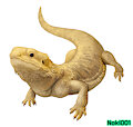 Bearded Dragon