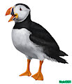 Puffin