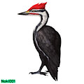 Woodpecker