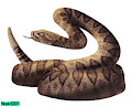 Rattlesnake