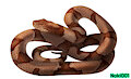 Copperhead Snake