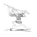 Maui Mallard sketches