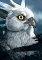 bird portrait