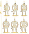 Dumma - muscle levels by Anhes