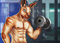 Kangaroo anthro at the gym