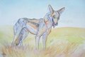 The Laughing Coyote by LostWolfSpirit