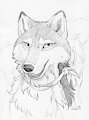 Dusky birthday headshot by PaperWings