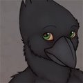 Crow