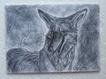 Silly Coyote