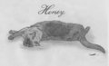 Honey