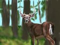Whitetail Buck basic background