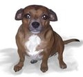 Diesel by FurmiliarFaces