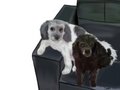 Jack and Bindi by FurmiliarFaces