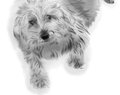 Benji by FurmiliarFaces
