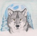 MoonWolf by TsukiStone