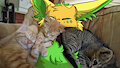 Kitten Snugs