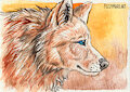 The curious wolf