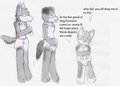 padded  house pets