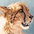 Realistic Salmy, by Kannos!
