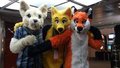 Furry Cruise