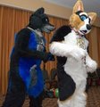 Corgi MFM