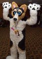 MFM Corgi 2