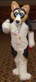 MFM Corgi 3