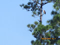 OMG!  A Headless Osprey!