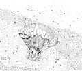 Inktober 2022 - 04. Scallop by Gashren