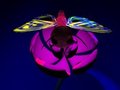 Groovyfly