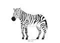 zebra / cebra