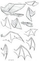 Wing Study by Violyte