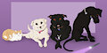 Sky and her pack