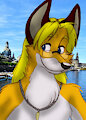 Fox in Dresden :3
