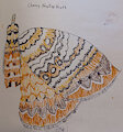 Ink Month 4 - Scallop