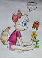kitty loves butterflies