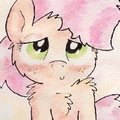 Shy-Cool